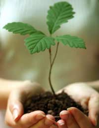 Environmental Environmental Volunteering